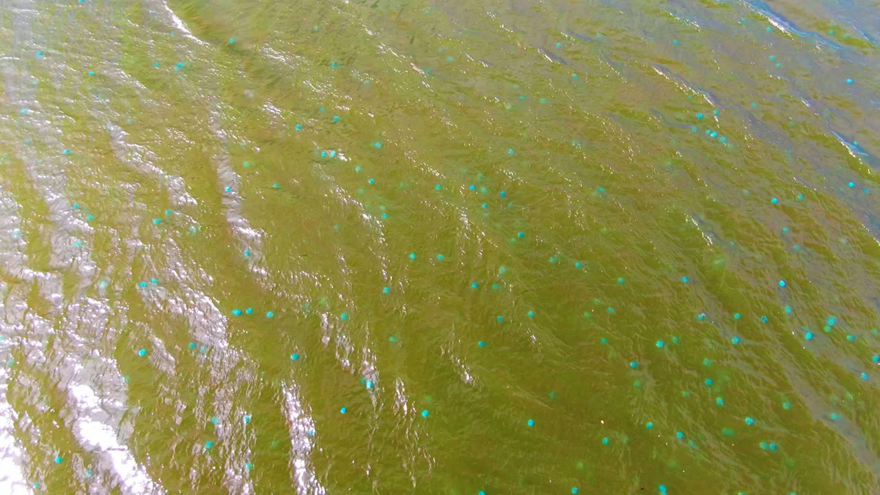 Overhead view of greenish-brown rippling water in Mulege, Baja California Sur, with scattered blue markers and bright white reflections, no visible people.