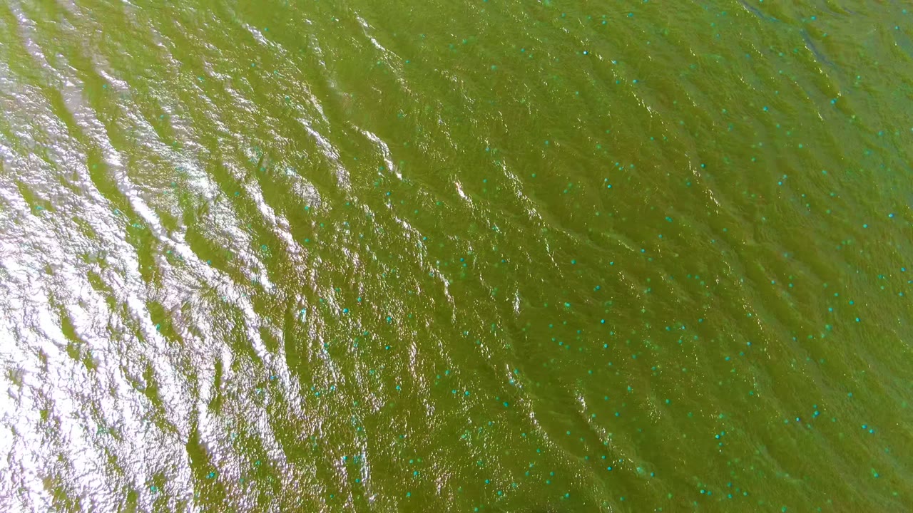 Green water surface with diagonal ripples and blue specks.