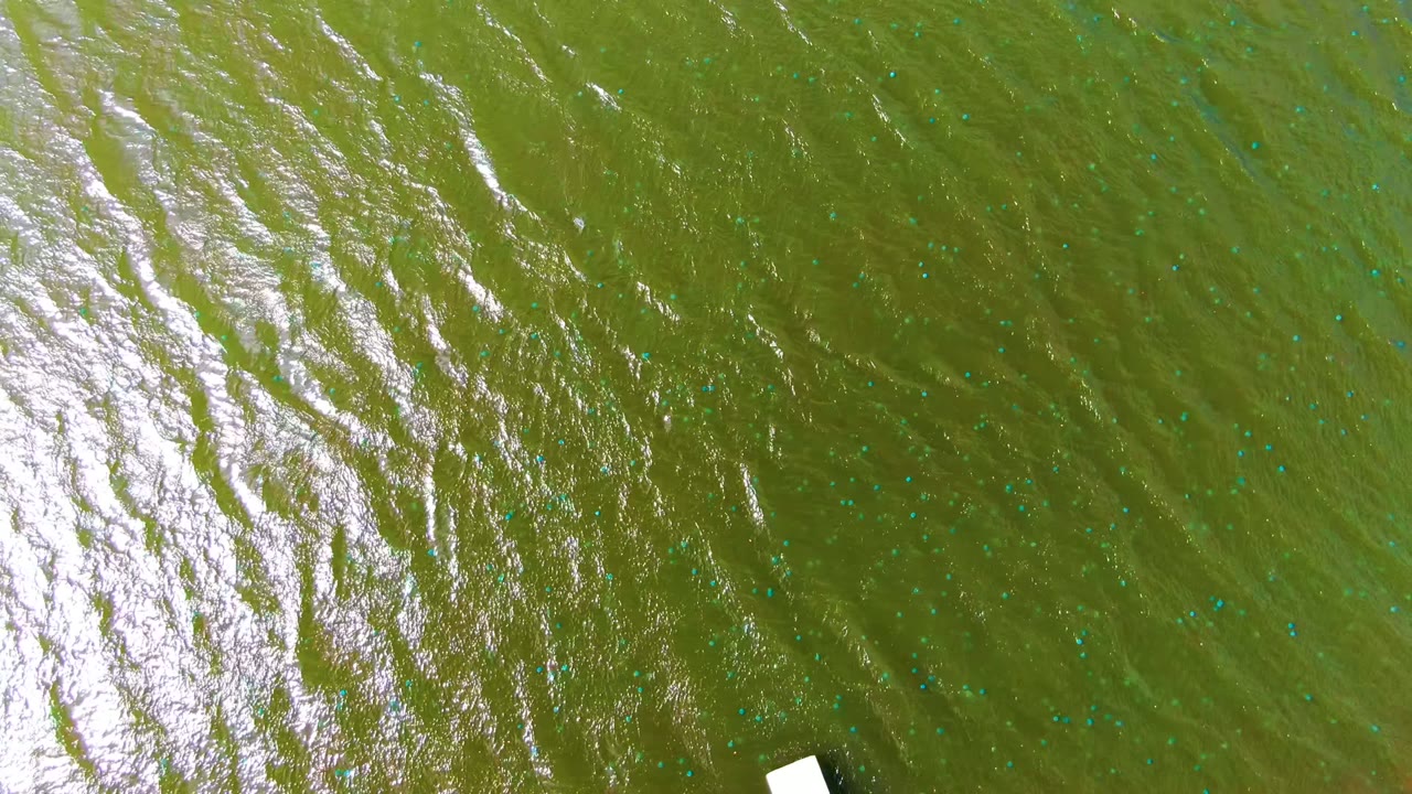 Overhead green water in Mulege, Baja California Sur, with a small white dock corner beginning to enter at the lower right and no visible people.