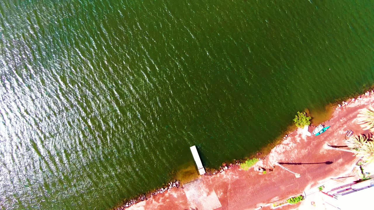 Green rippled water fills most of the frame with a small dock and palm-lined bank below.