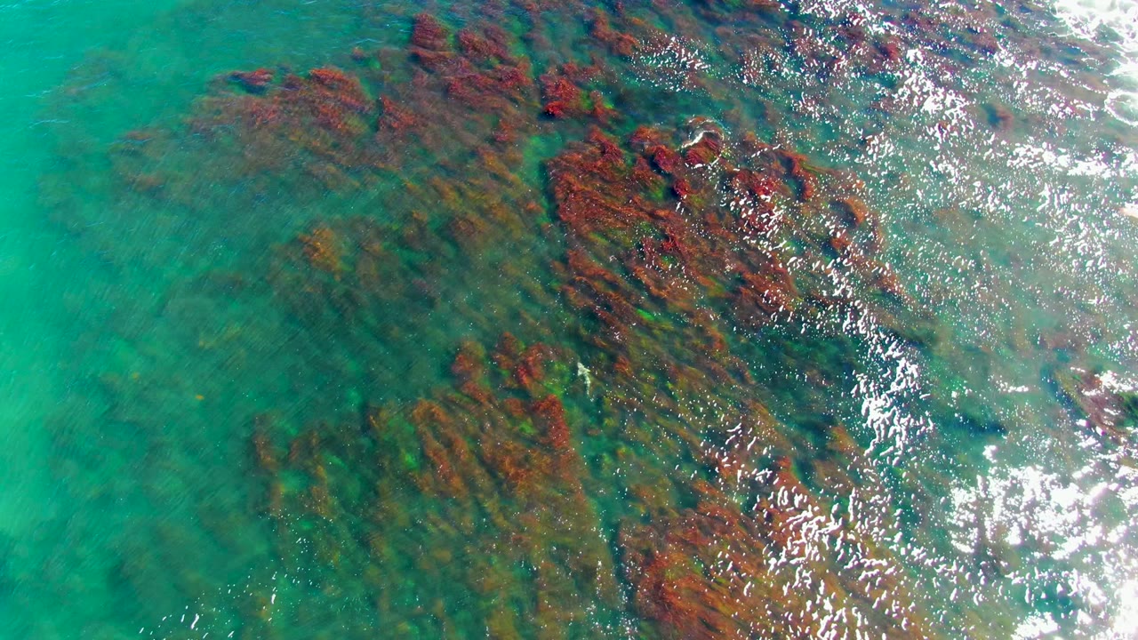 Clear turquoise water over elongated red-brown seaweed beds.