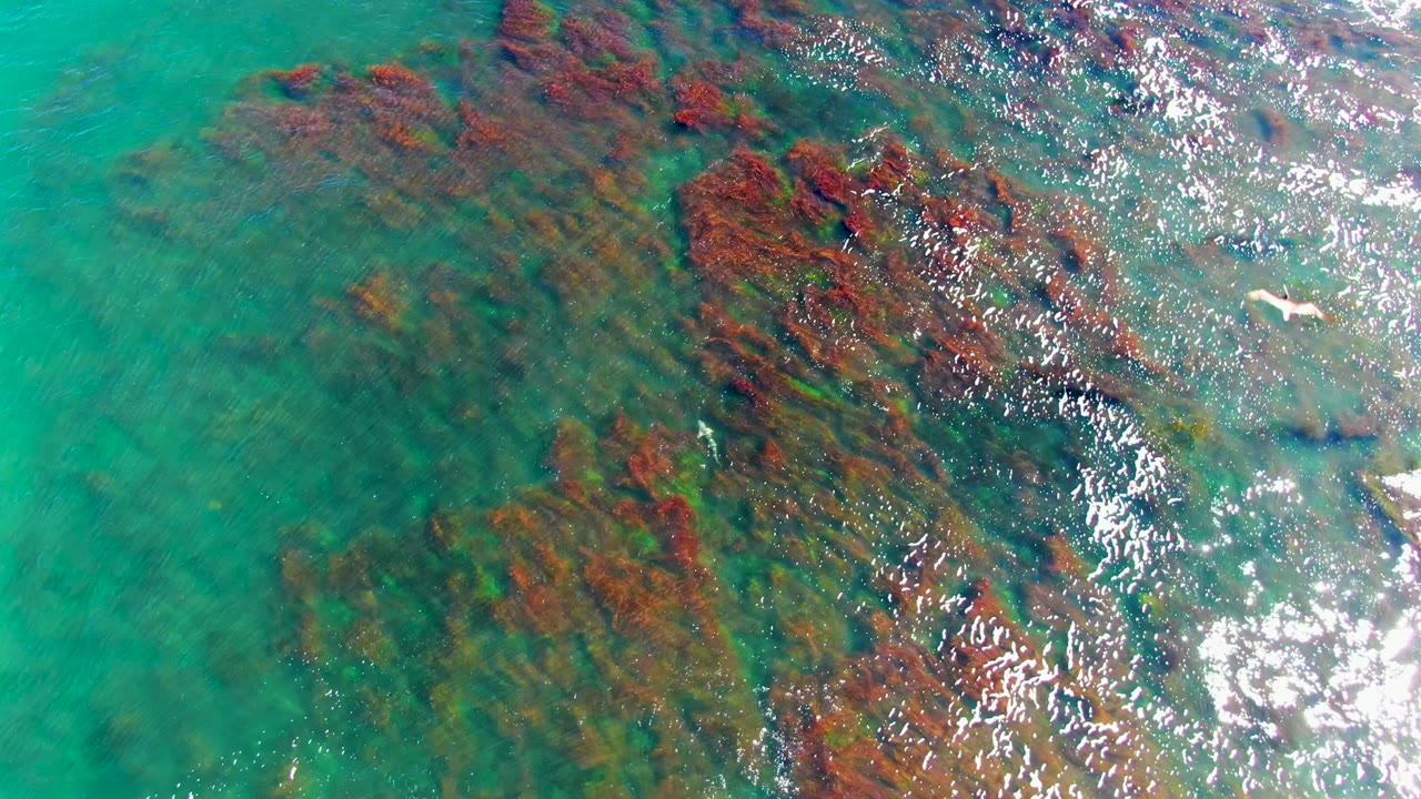 Downward aerial view in La Bocana showing red-brown seaweed patches below turquoise water, with a strong reflective band on the right edge and no visible people.