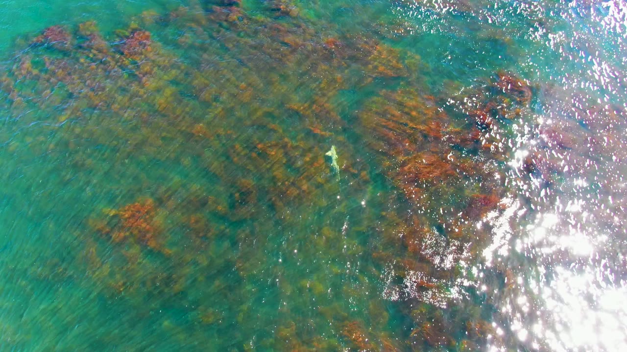 Overhead view of shallow turquoise water at La Bocana with brown seaweed on the seabed, bright sun glare to the right, a small pale fish near center, and no visible people.