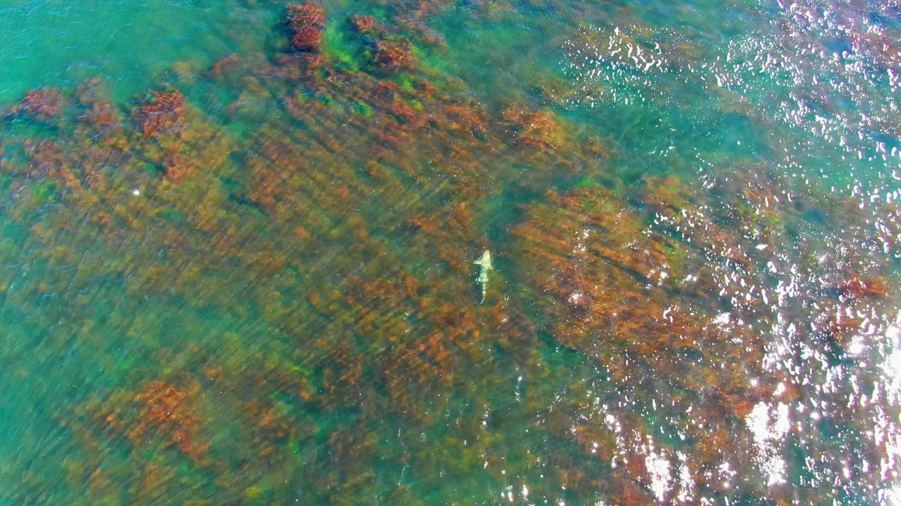 Clear shallow water over seaweed and rocks with a small fish near the lower center.