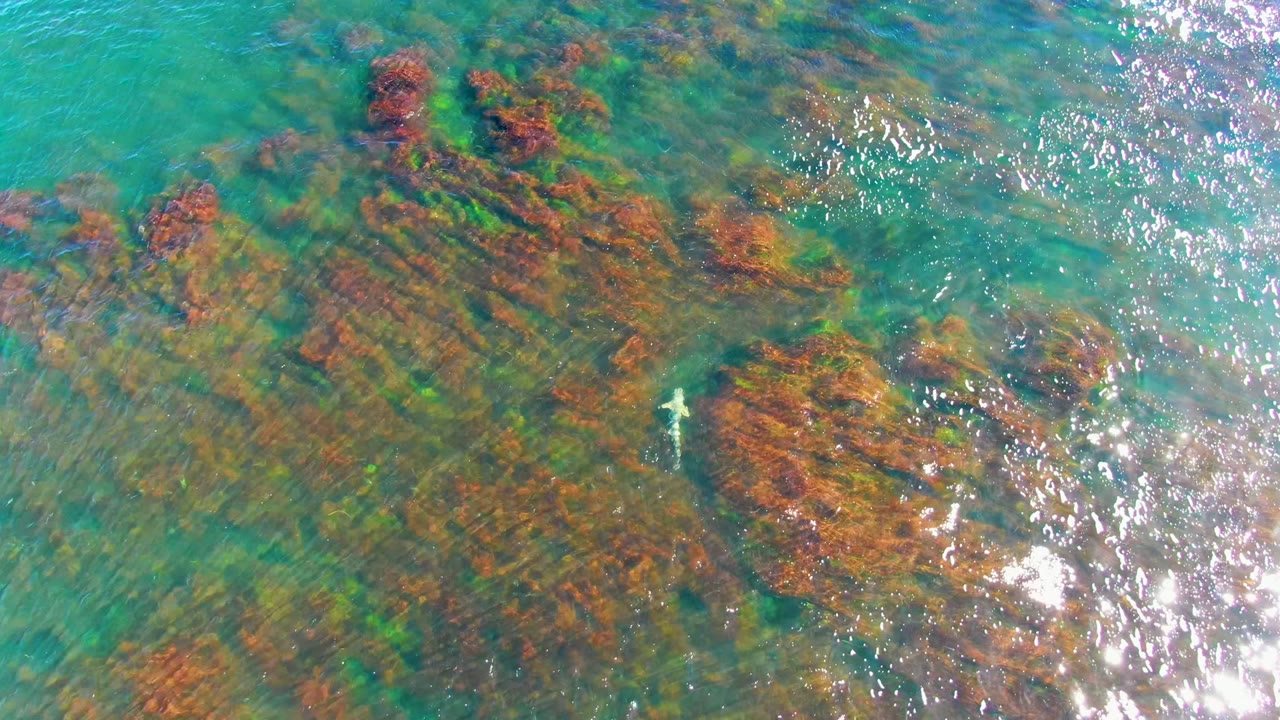 Overhead La Bocana water view with the fish closer to the lower right of center, reddish-brown seaweed patches beneath the rippled surface, bright reflections on the right, and no visible people.
