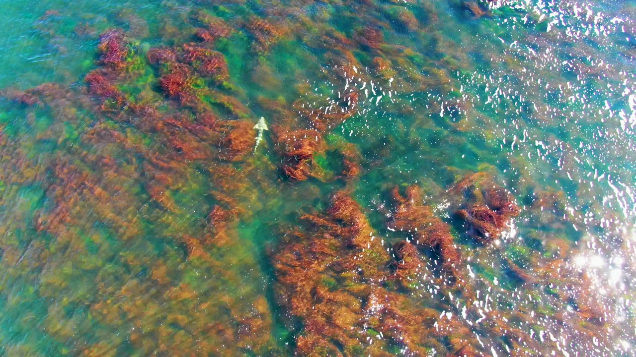 Clear shallow water in La Bocana, Baja California Sur shows red and green algae on submerged rocks, a small pale fish near the left side, and no visible people.
