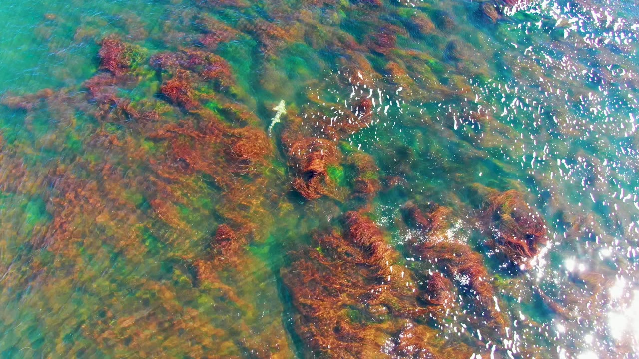 Small fish above red algae and rocks under bright water reflections.