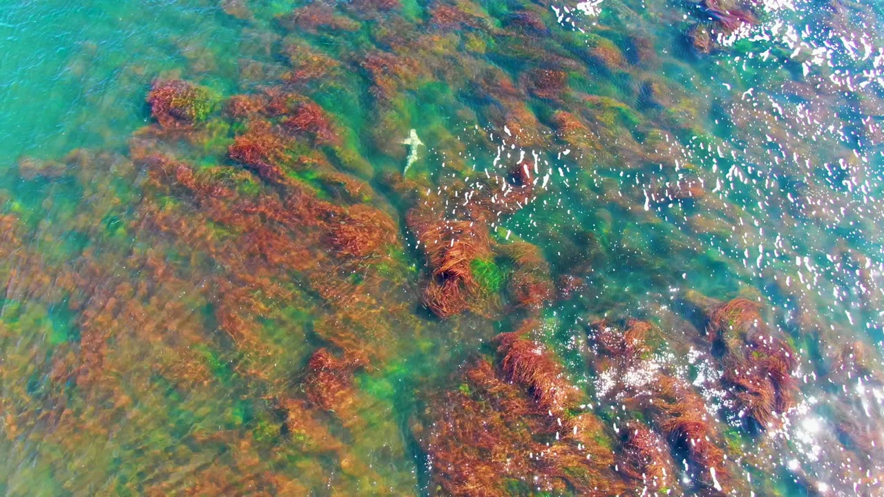 In La Bocana, a small pale fish appears near the upper middle of a clear shallow-water frame, with red algae masses, green patches, and no visible people.