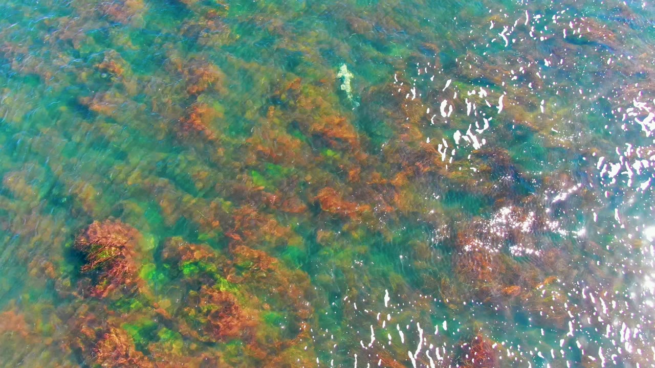 Top-down view of clear shallow water in La Bocana, Baja California Sur, with brown and green seaweed patches, sun glints, and no visible people.