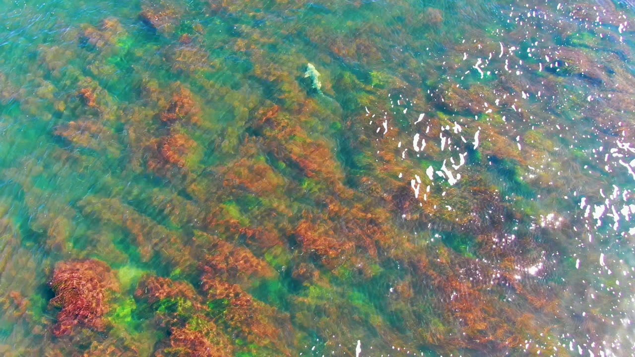 Turquoise water over seaweed with a small pale fish near the upper area.