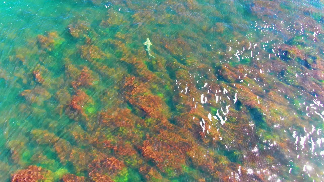 A small pale fish appears in clear La Bocana coastal water above darker brown seaweed patches and bright surface sparkle, with no visible people.
