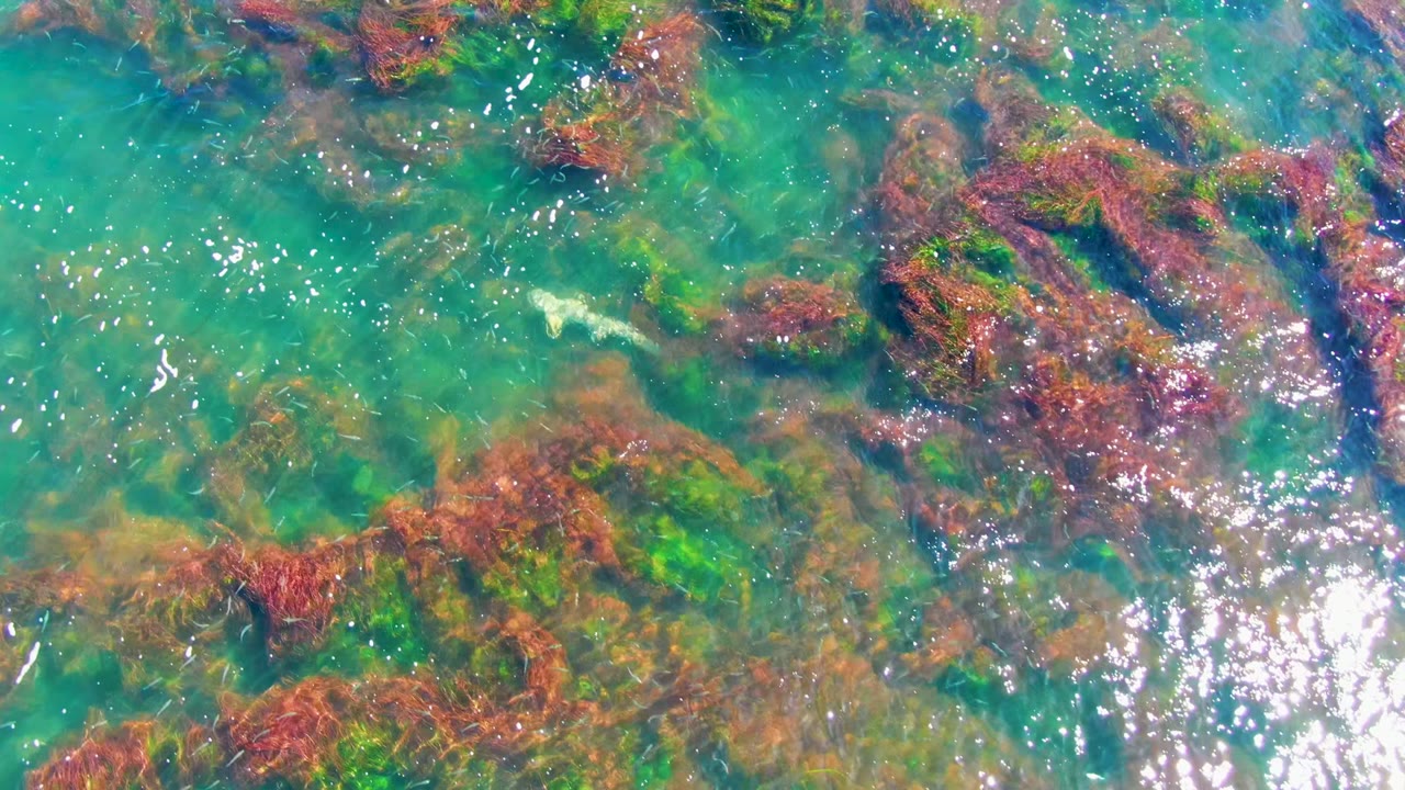 Overhead view of clear turquoise water in La Bocana, Baja California Sur, with red and green seaweed beneath rippled surface glare and no visible people.