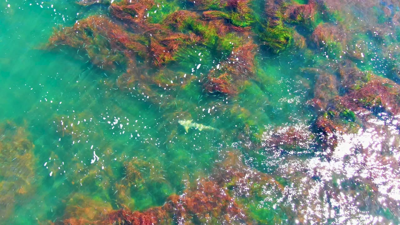 Submerged seaweed patches spread across clear turquoise water.