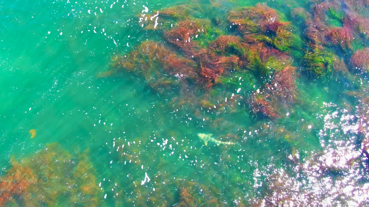 Overhead La Bocana water frame with algae clusters concentrated near the upper right and lower left, open turquoise water between them, and no visible people.