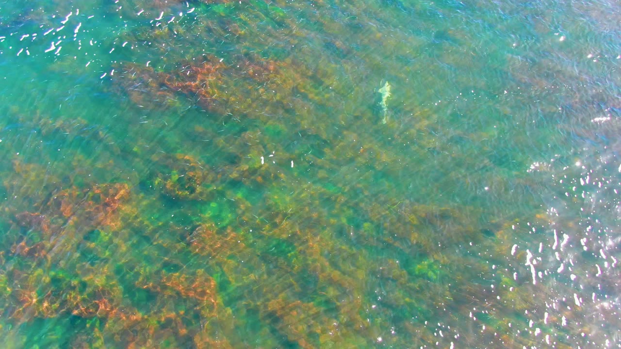 Overhead view of clear shallow water in La Bocana, Baja California Sur, with red and green seaweed below the surface, a small pale fish near the upper area, and no visible people.