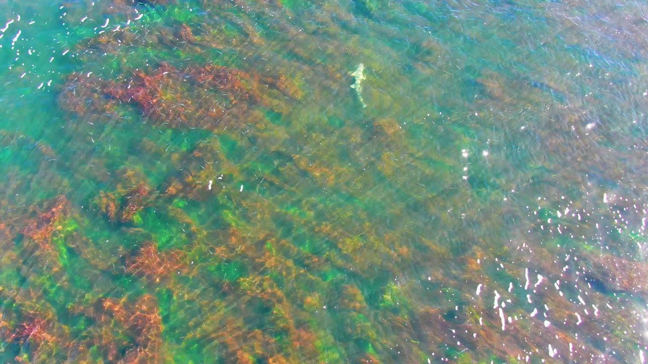 Turquoise shallow water with patches of red-brown seaweed and a small fish near the upper right.