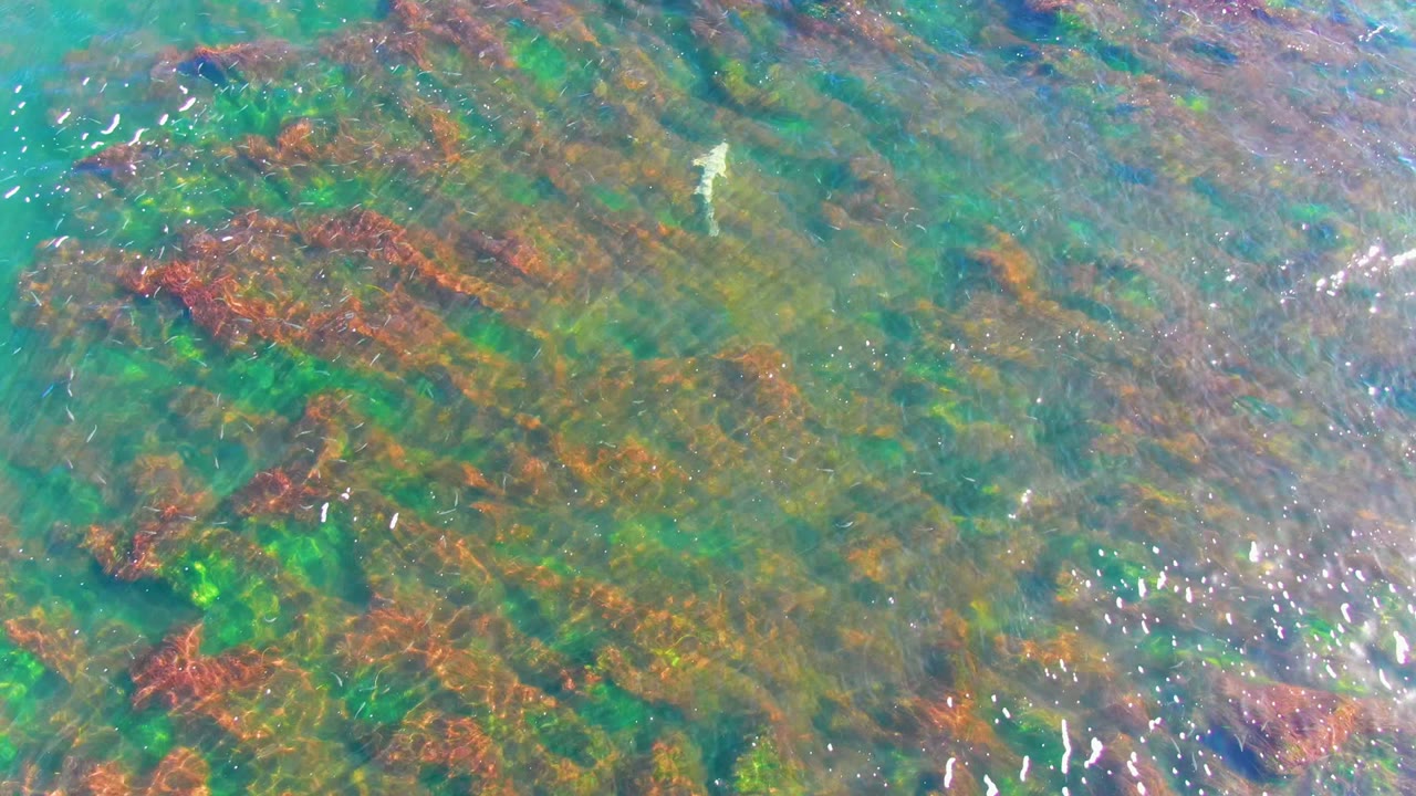 Overhead La Bocana water view with a small pale fish near the top center, dense red and green seaweed patches below, bright reflections, and no visible people.