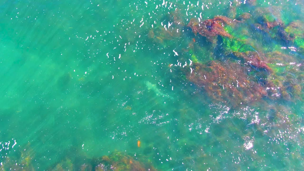 Clear turquoise water with seaweed cluster near the top right