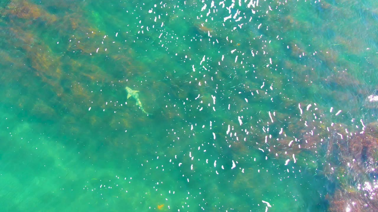 A pale ray is visible near the left side under clear turquoise water in La Bocana, Baja California Sur, with brown seaweed patches and no visible people.