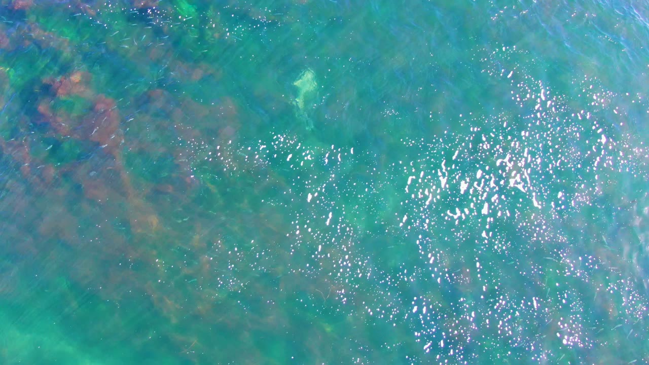 Overhead view of turquoise shallow water in La Bocana, Baja California Sur, with brown-green seaweed patches, surface sparkle, and no visible people.