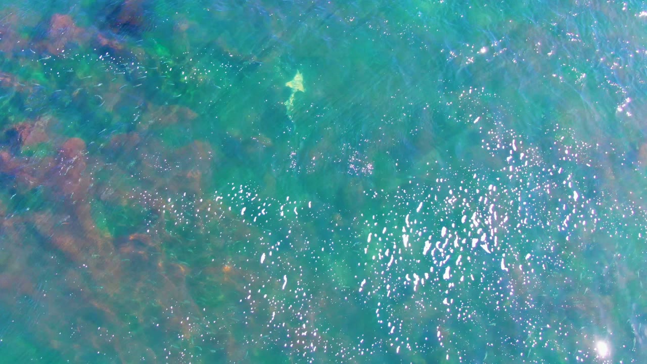 Small pale fish over shallow water and seaweed.