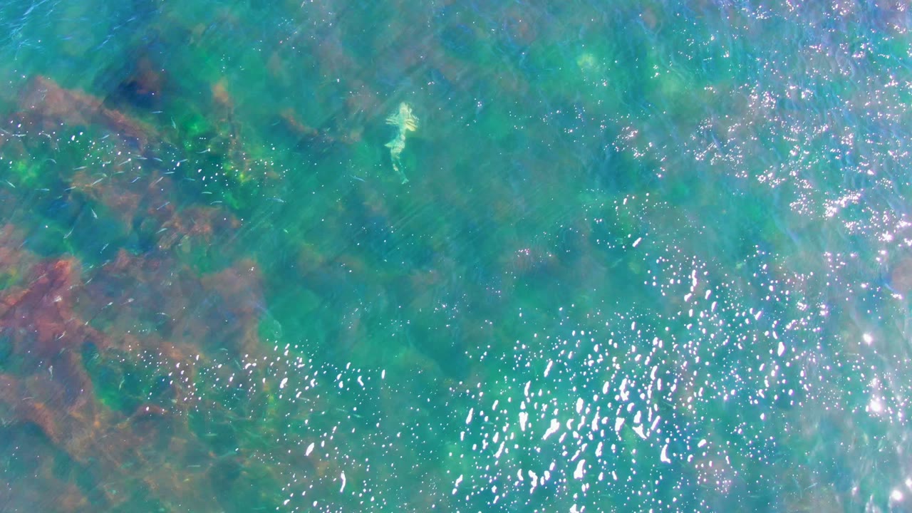 Clear shallow water in La Bocana fills the frame with mottled green and brown algae beneath bright surface reflections, with no visible people.
