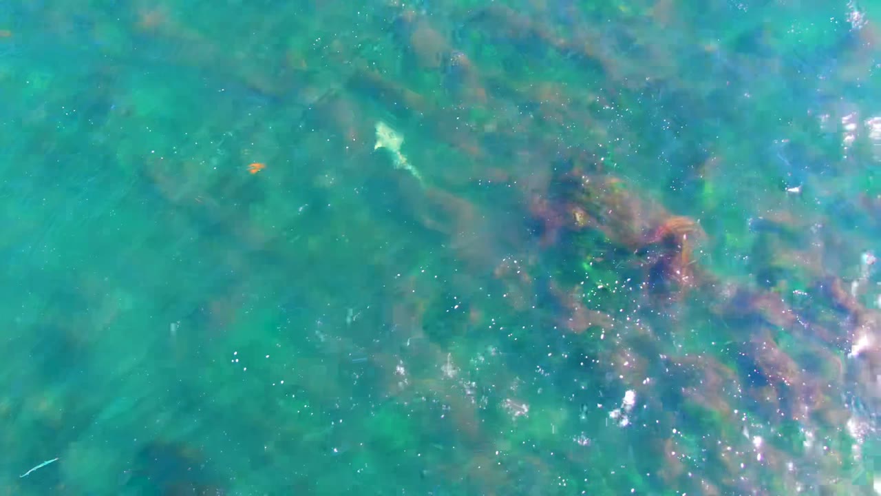 At La Bocana, Baja California Sur, a small pale fish appears left of center in clear turquoise shallow water with muted green and brown seabed vegetation and no visible people.