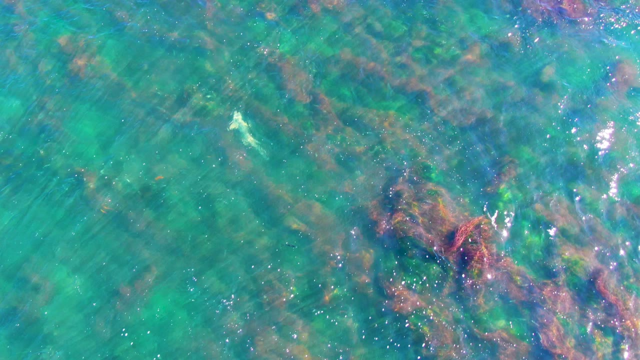 Clear shallow ocean water with brown and green seaweed and a small fish near the lower area.