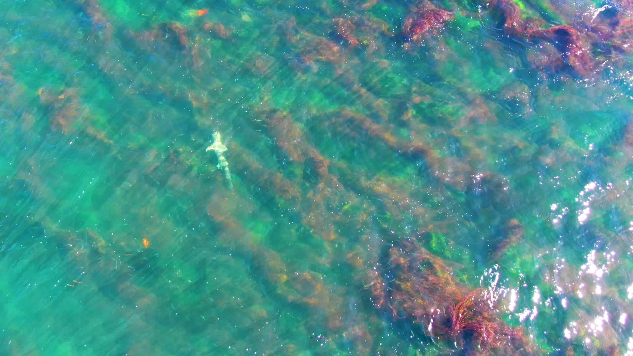 At La Bocana, a small pale fish is visible in the upper right portion of the shallow turquoise water, with reddish-brown vegetation and bright surface sparkle nearby and no visible people.