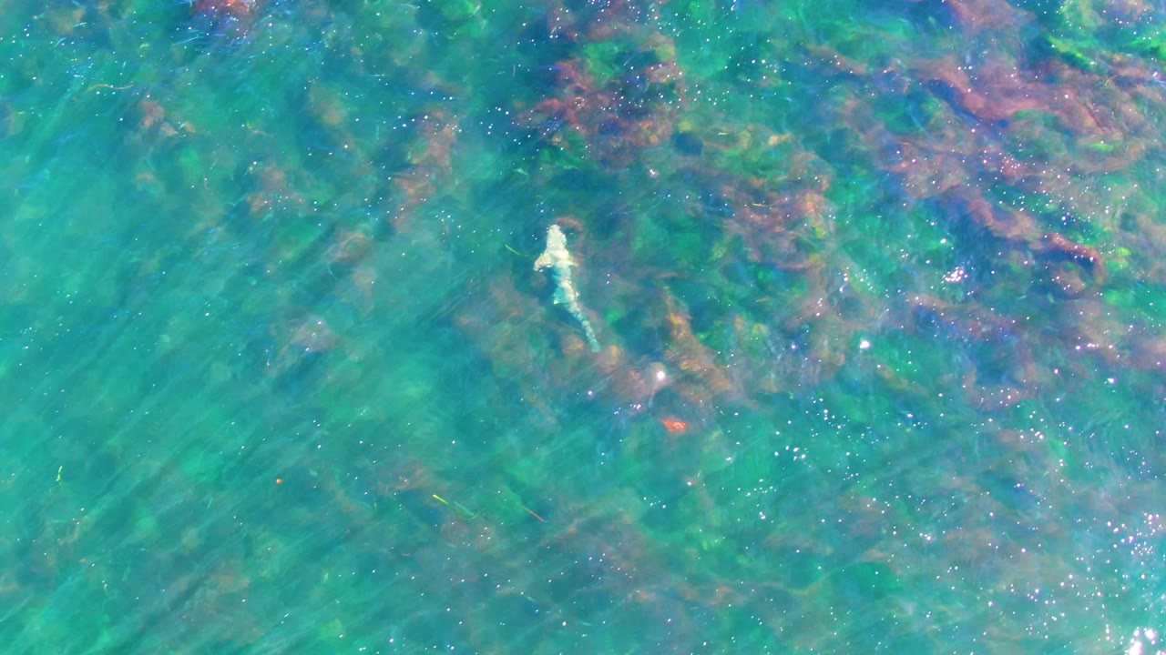 Pale shark near the upper left of clear turquoise water at La Bocana, Baja California Sur, with scattered red and green seaweed and no visible people.
