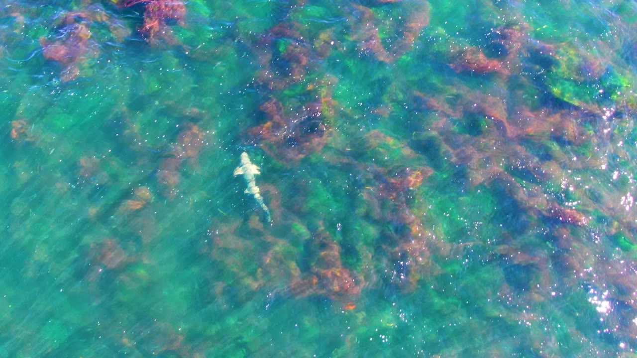 Shark near the upper center of the La Bocana shallows, passing below darker red seaweed clusters in clear green-blue water with no visible people.