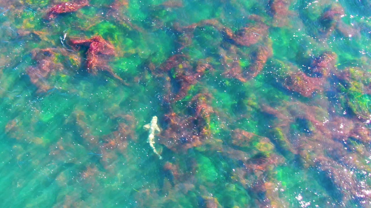 Shark in the upper half of the La Bocana frame, with broad reddish seaweed patches and turquoise shallows visible around it, no visible people.