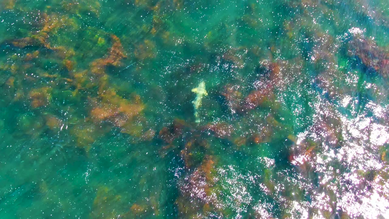 At La Bocana, Baja California Sur, a pale shark is visible near the upper left of clear turquoise shallows with brown and green seaweed below and no visible people.