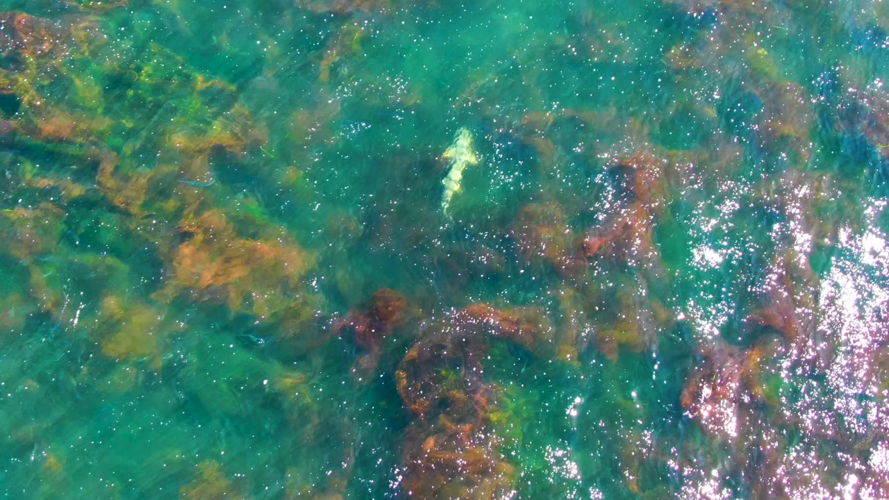 Shark crossing clear water with bright sun reflections