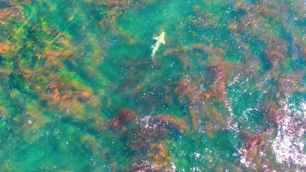 At La Bocana, Baja California Sur, the shark is higher in the frame over mottled green, brown, and orange seaweed visible through teal water, with no visible people.