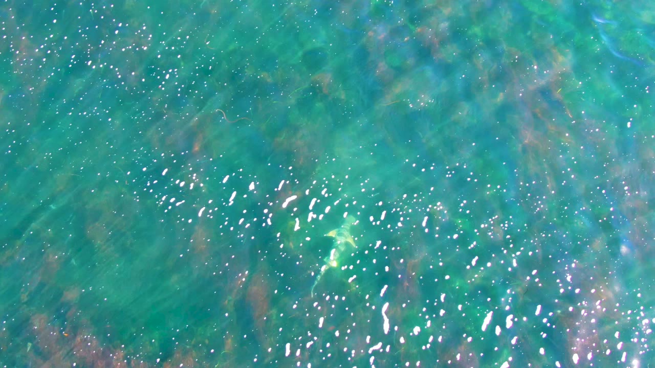 Turquoise shallow water in La Bocana, Baja California Sur shows bright sun flecks, submerged plant texture, and no visible people at the opening moment.