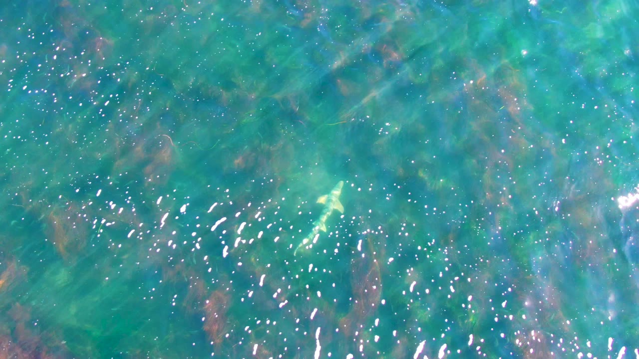 Clear shallow water with a small pale fish and scattered light glints.