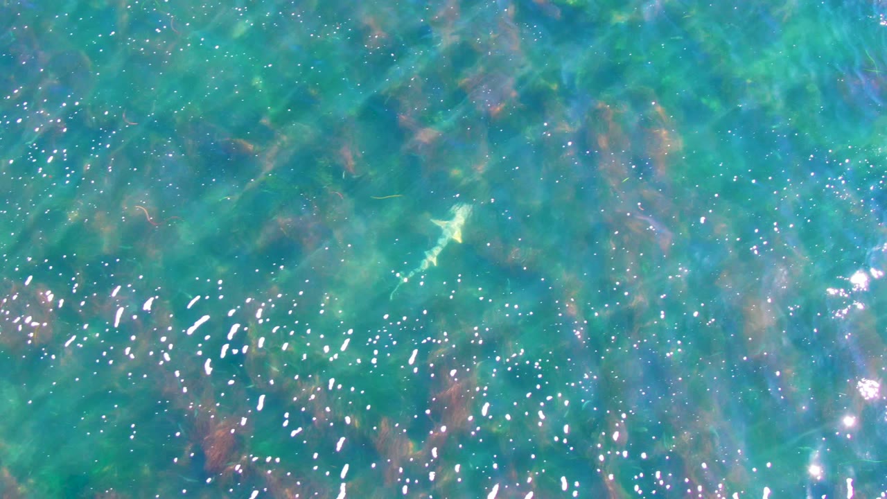 The small fish sits farther across the turquoise shallow water in La Bocana, Baja California Sur, surrounded by faint underwater plants and no visible people.