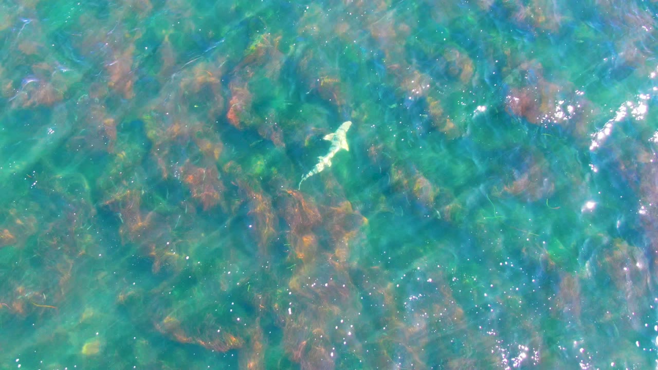 Clear turquoise water in La Bocana, Baja California Sur, Mexico, shows brown seaweed below the surface and a small pale fish near the upper center, with no visible people.
