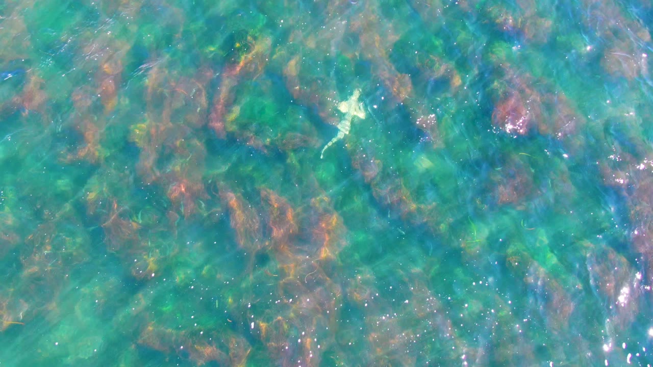 Green-blue underwater view with seaweed and bright surface glare
