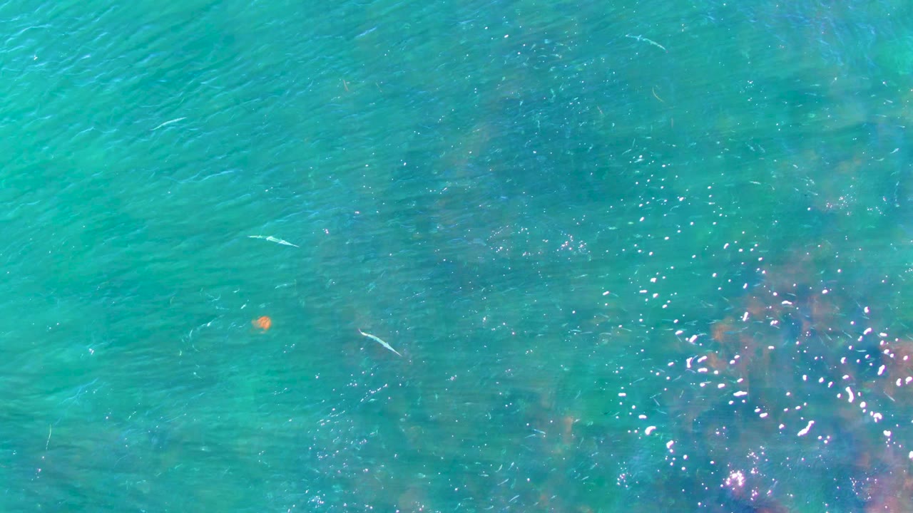 Small fish crossing clear blue green water.