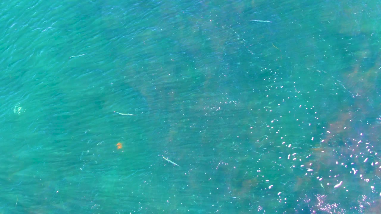 Overhead La Bocana water view with turquoise ripples, small fish near the upper and lower frame, clustered sun highlights, and no visible people.