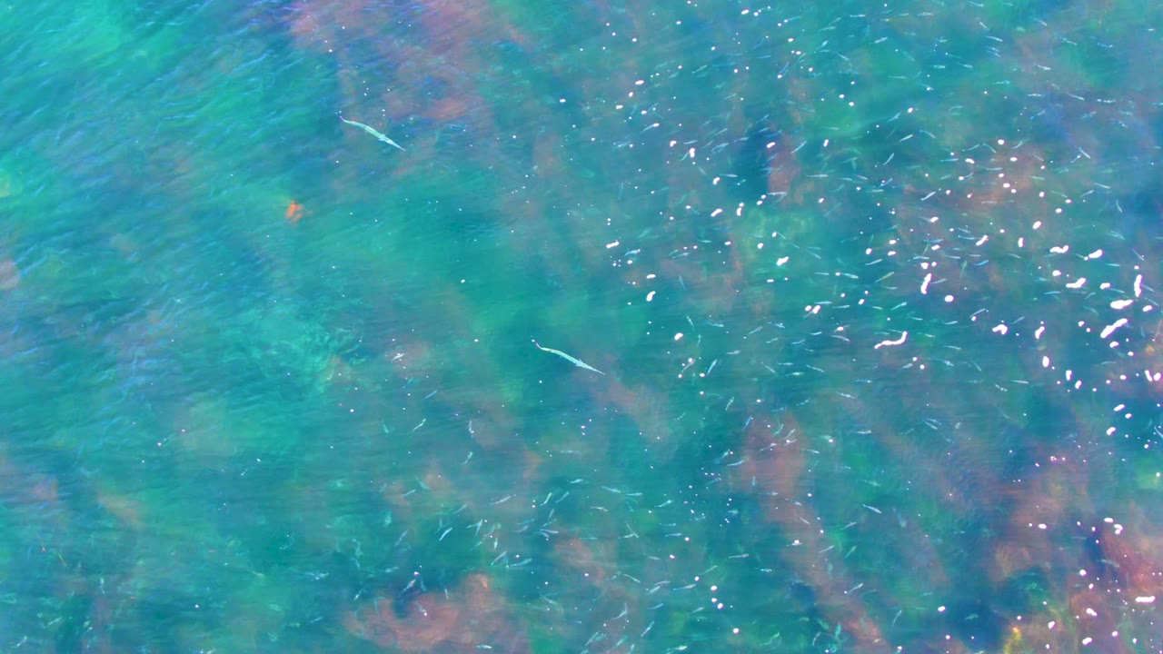 Overhead view of small pale fish in turquoise water above reddish underwater rock or coral texture in La Bocana, Mexico, with no visible people.