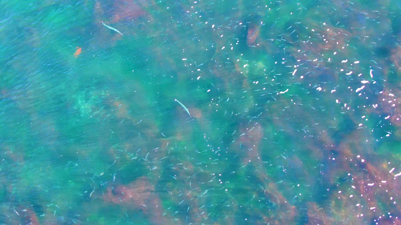 Fish and bright surface reflections in clear turquoise water