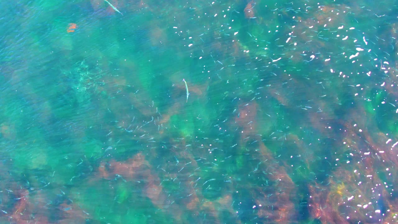 Overhead frame of shallow La Bocana water with small fish crossing turquoise and green areas above muted reddish underwater rock or coral, with no visible people.