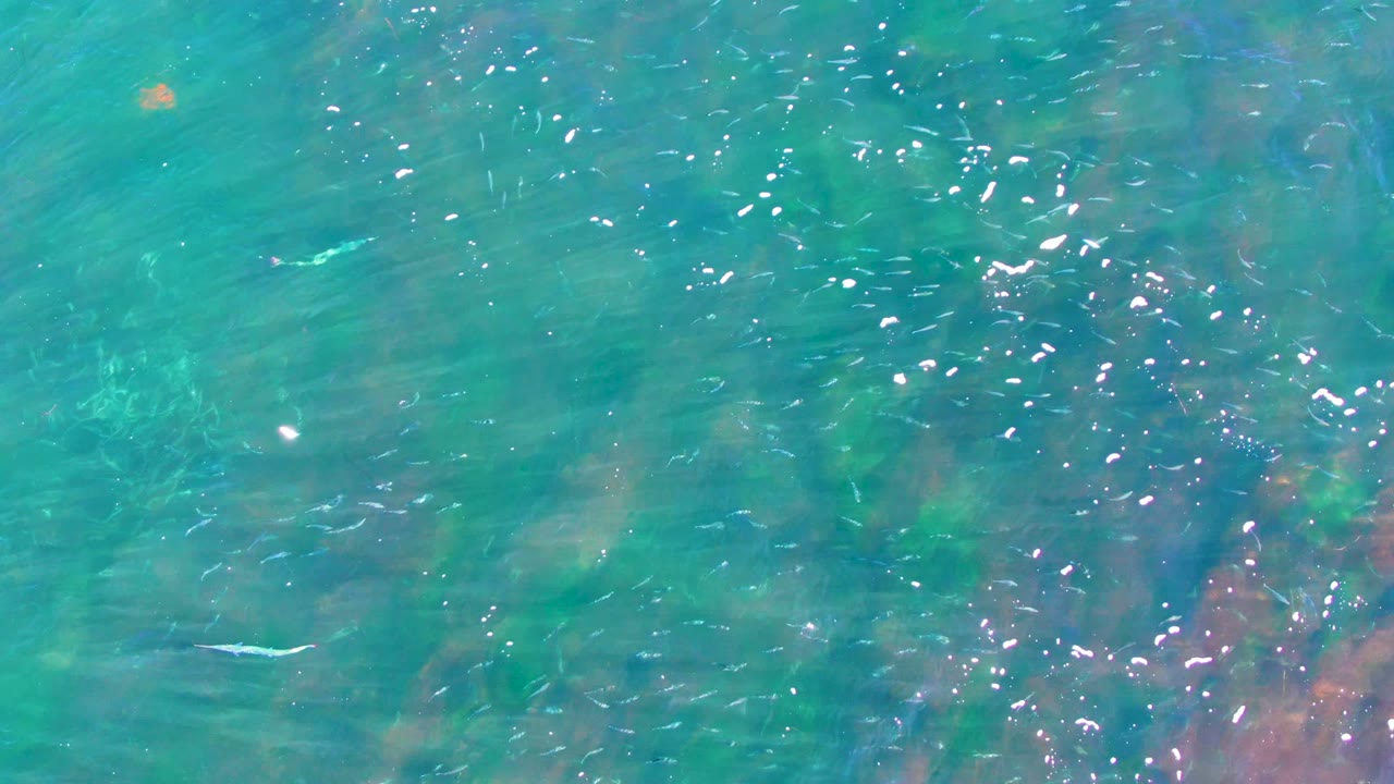 Clear turquoise water in La Bocana, Baja California Sur, with small pale fish near the surface, soft ripples, bright reflections, and no visible people.