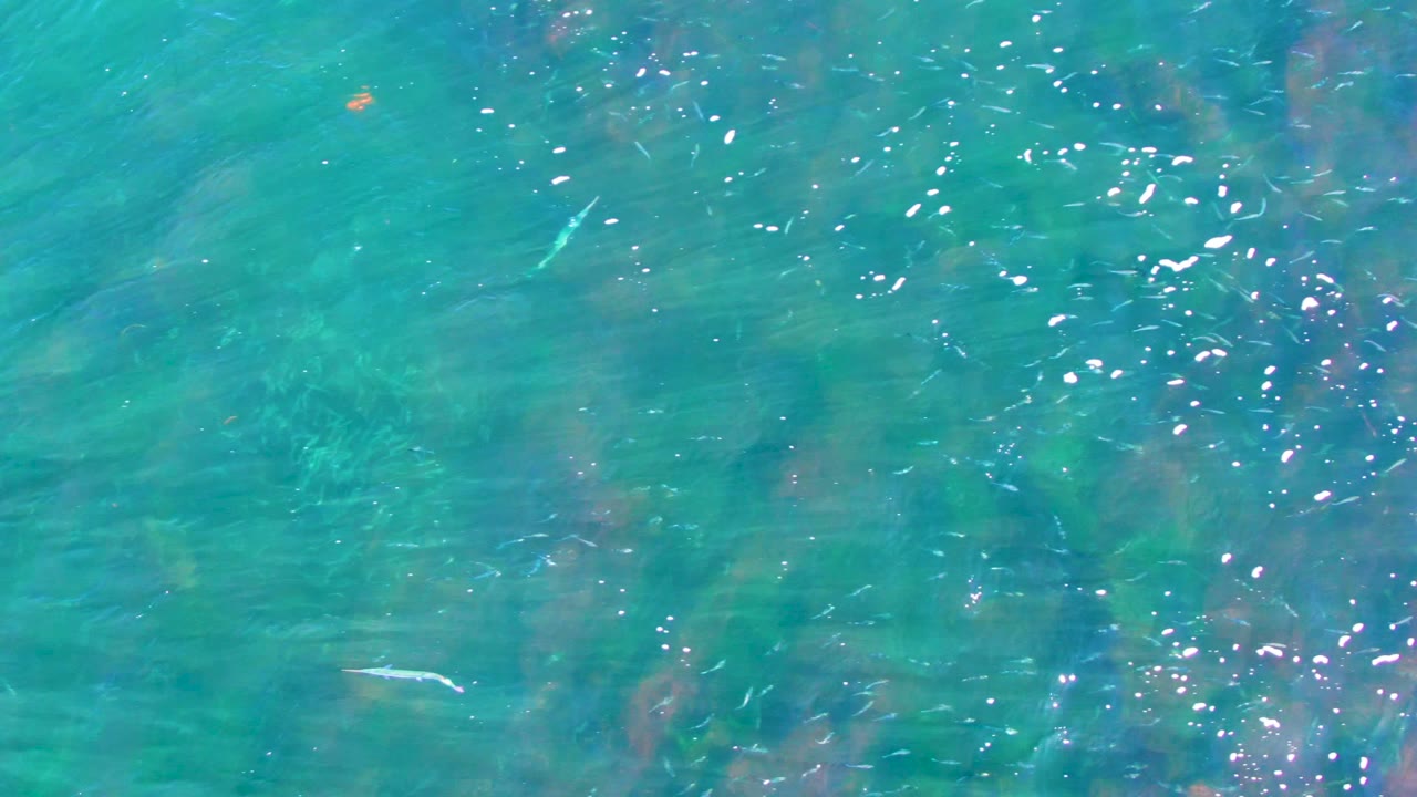 Small fish crossing clear rippled turquoise water