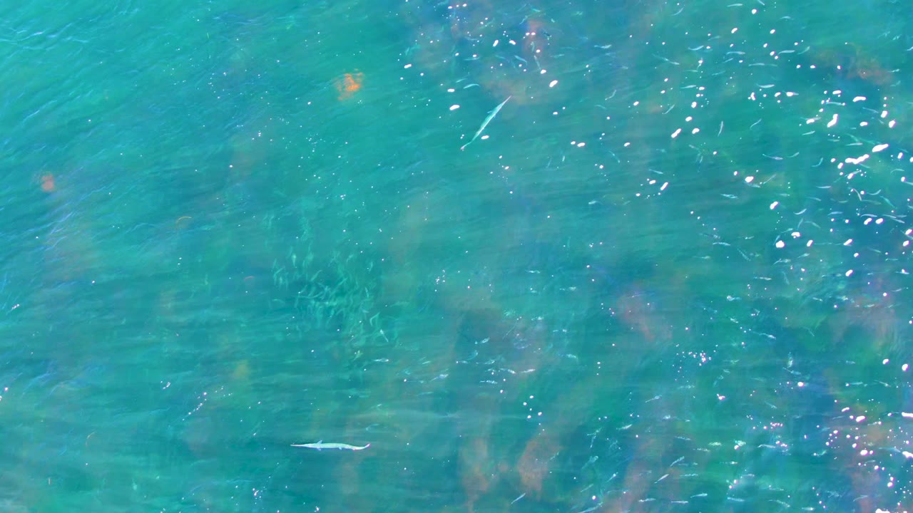 Turquoise shallow water in La Bocana shows a small fish at midframe, scattered sparkle on the surface, and no visible people.