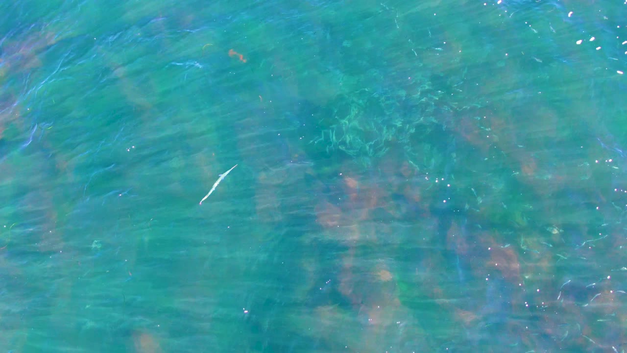 At 0:00 in La Bocana, Baja California Sur, a small pale fish appears left of center over turquoise shallow water with submerged plants, rocks, surface ripples, and no visible people.