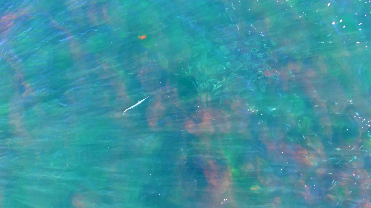 Small fish near the center of rippled clear turquoise water